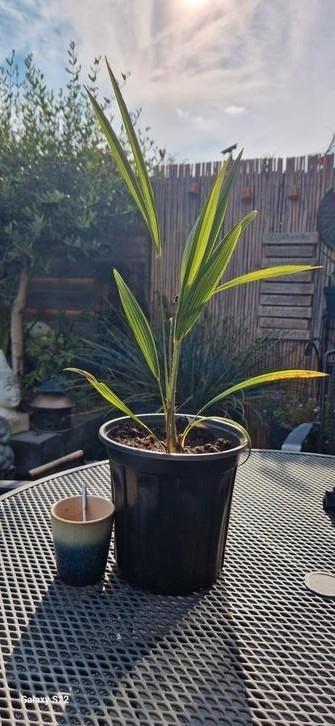 Palmboom. Trachycarpus waaierpalm 3 jaar oud beschikbaar voor biedingen