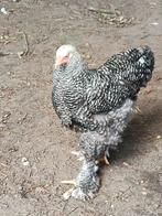Mooi Brahma haan Koekoek, Dieren en Toebehoren, Pluimvee, Mannelijk, Kip