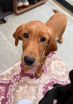 Lieve Labrador x Cocker puppy reutje, Dieren en Toebehoren, België, Particulier, Rabiës (hondsdolheid), 15 weken tot 1 jaar