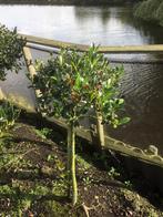Ilex - Hulst bol op stam met bes, Ophalen, Vaste plant, Overige soorten, Halfschaduw