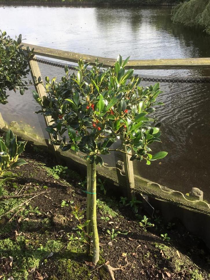 Ilex - Hulst bol op stam met bes, Tuin en Terras, Planten | Tuinplanten, Vaste plant, Overige soorten, Halfschaduw, Ophalen
