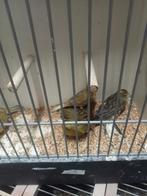 Diverse donkere kanaries, Meerdere dieren, Kleurkanarie