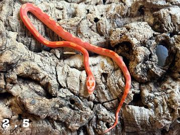 Pantherophis Guttatus Korenslang beschikbaar voor biedingen