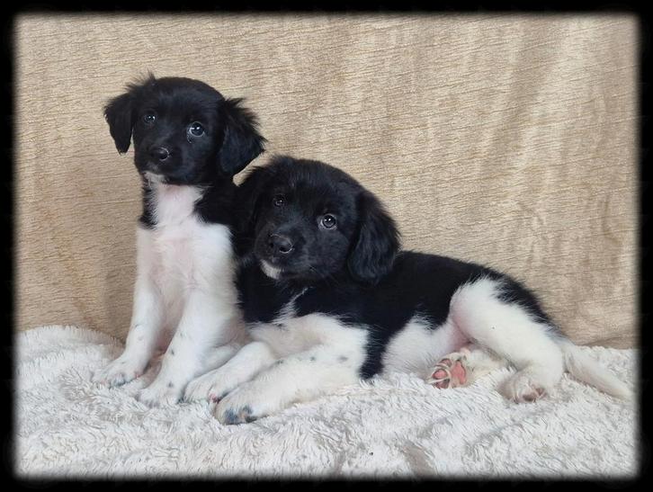 Super leuke Friese Stabij pups!, Dieren en Toebehoren, Honden | Retrievers, Spaniëls en Waterhonden, Meerdere dieren, Overige rassen