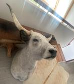 Gave Hongaarse steppenrund taxidermie, Nieuw, Opgezet dier, Ophalen