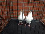 Helmduiven, Dieren en Toebehoren, Vogels | Duiven, Geslacht onbekend, Overige soorten