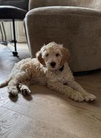 Labradoodle pup, Overige rassen, 8 tot 15 weken, CDV (hondenziekte), Meerdere
