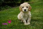 Medium tibetaanse terrier x labradoodle pups., Nederland, Overige rassen, 8 tot 15 weken, CDV (hondenziekte)