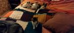 Kittens kruising main coon, Dieren en Toebehoren, Katten en Kittens | Overige Katten