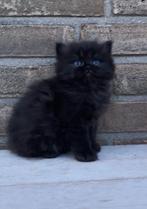 Kittens, persxbritse korthaar. Langharig en kortharig, Dieren en Toebehoren, Katten en Kittens | Raskatten | Langhaar, Meerdere dieren