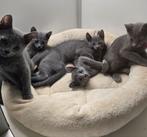 Blauwe Rus kittens, Dieren en Toebehoren, Kater, Ontwormd