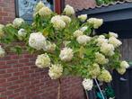 Hydrangea, Tuin en Terras, Planten | Tuinplanten, Ophalen, Zomer, Overige soorten, Halfschaduw