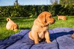 Redfox labradorpups, Dieren en Toebehoren, 8 tot 15 weken, Labrador retriever, CDV (hondenziekte), Meerdere