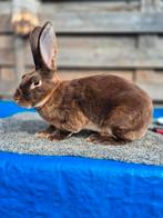 Standaard rex konijn bruin otter raam '25, Dieren en Toebehoren, Konijnen, Mannelijk, Groot