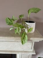 Stek Scindapsus Aureus in een pot/kamerplant, Ophalen of Verzenden, In pot, Halfschaduw, Minder dan 100 cm