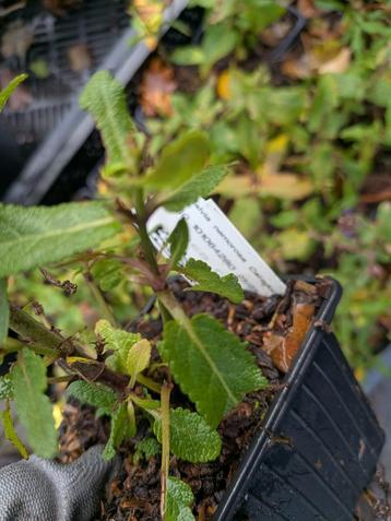 Salvia nemrosa caradonna-salie- p9 beschikbaar voor biedingen