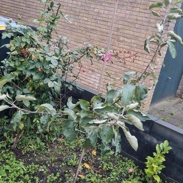 Appelboom Elstar - Jonge aanplant beschikbaar voor biedingen