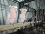 te koop div div papegaaien ara's kaketoe's en meer, Dieren en Toebehoren, Meerdere dieren, Papegaai, Geringd