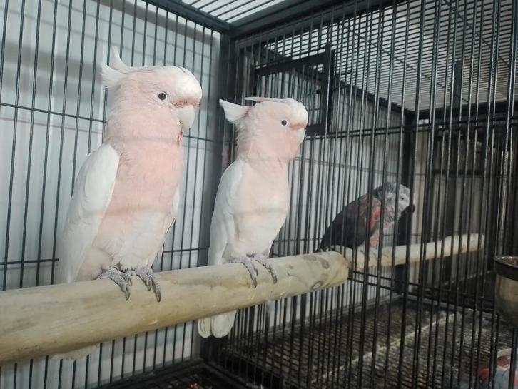 te koop div div papegaaien ara's kaketoe's en meer, Dieren en Toebehoren, Vogels | Parkieten en Papegaaien, Papegaai, Meerdere dieren