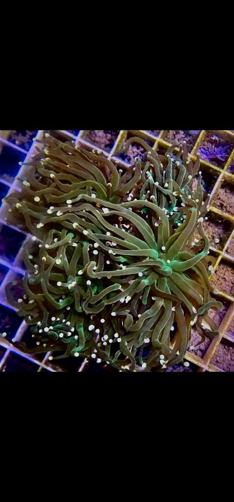 Diverse koralen, Dieren en Toebehoren, Vissen | Aquaria en Toebehoren, Zo goed als nieuw, Ophalen