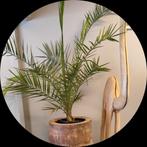 palm soort, Ophalen, Overige soorten, Minder dan 100 cm