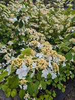 Viburnum Darts Red  €9.00, Ophalen, Overige soorten, Halfschaduw