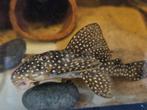 L048 Golden Cloud Pleco SCOBIANCISTRUS, Dieren en Toebehoren, Vissen | Aquariumvissen, Vis