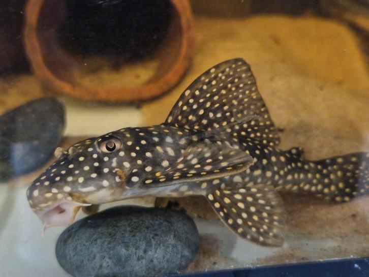 L048 Golden Cloud Pleco Scobinancistrus Pariolispos, Dieren en Toebehoren, Vissen | Aquariumvissen, Vis