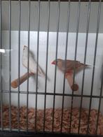 Tekoop mooie zebravinken, Dieren en Toebehoren, Vogels | Overige Vogels, Meerdere dieren