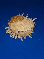 Spondylus varigatus barbatus, Ophalen of Verzenden, Schelp(en)