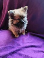 pomeriaan  Dwergkees pups, Overige rassen, Meerdere, Meerdere dieren, Nederland