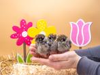 Barnevelder kuikens zilver gezoomd hennen, gesekst + ingeënt, Dieren en Toebehoren, Pluimvee, Vrouwelijk, Kip