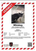 Whiskey is vermist, Dieren en Toebehoren, Kat