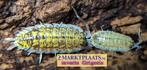 Porcellio haasi ‘Bardenas’ isopods / pissebedden, Dieren en Toebehoren, Insecten en Spinnen, Overige soorten