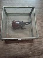 Neushoornkever in glazen vitrine, Ophalen of Verzenden, Gebruikt