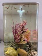 Biorb flow aquarium 30 liter, Ophalen of Verzenden, Zo goed als nieuw, Gevuld zoetwateraquarium