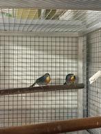 koppel japanse nachtegalen, Dieren en Toebehoren, Vogels | Overige Vogels, Meerdere dieren, Geringd