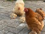 2 Cochin hennen met 2 kuikens, Dieren en Toebehoren, Pluimvee, Vrouwelijk, Kip