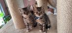 ***mooie x maine coon kittens** mogen meteen mee., Dieren en Toebehoren, Katten en Kittens | Raskatten | Korthaar, Meerdere dieren