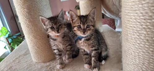 ***mooie x maine coon kittens** mogen meteen mee., Dieren en Toebehoren, Katten en Kittens | Raskatten | Korthaar, Meerdere dieren