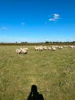 Gevraagd weidelammeren/slachtlammeren, Dieren en Toebehoren, Schapen, Geiten en Varkens, Meerdere dieren, Schaap, 0 tot 2 jaar