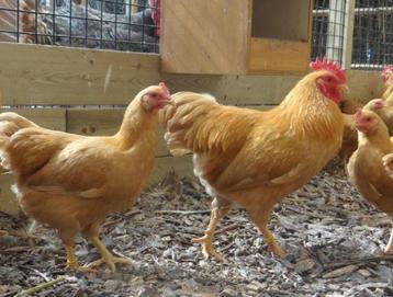 Plymouth rock kriel kippen | Jong volwassen | Passend advies beschikbaar voor biedingen