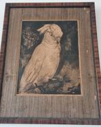 Mooi oud afbeelding kaketoe, Antiek en Kunst, Kunst | Etsen en Gravures, Ophalen of Verzenden