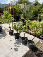 Druiven planten uit wijngaard 4 stuks staan er prima  bij, Tuin en Terras, Minder dan 100 cm, Volle zon, In pot, Zomer