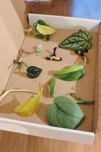 Stekjesbox variegata, Huis en Inrichting, Kamerplanten, Ophalen, Halfschaduw, Minder dan 100 cm