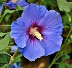 Hibiscus in diverse kleuren & maten 🥰 verzenden kan, Overige soorten, Volle zon, Vaste plant, Ophalen of Verzenden