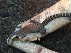 Varanus glauerti, 0 tot 2 jaar