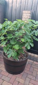 Prachtige vijgenboom op stam., Tuin en Terras, Overige soorten, 100 tot 250 cm, Zomer, Ophalen