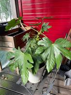 Fatsia japonica  - Japanese Aralia - Vingerplant, Ophalen, Overige soorten, Halfschaduw, In pot