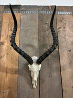 Impala schedel (3), Verzamelen, Dierenverzamelingen, Nieuw, Ophalen of Verzenden, Schedel